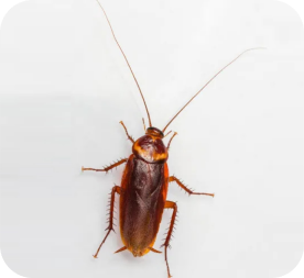 Barata